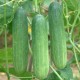 Cucumber green